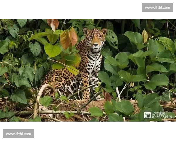 美洲虎与美洲狮正面对决力量速度与生存策略终极较量野外王者之争